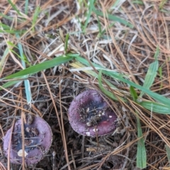 Russula sp. (genus) (Russula) at Giralang, ACT - 3 May 2024 by AlexGM