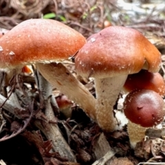 Leratiomyces ceres (Red Woodchip Fungus) at Aranda, ACT - 3 May 2024 by KMcCue