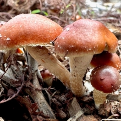 Leratiomyces ceres (Red Woodchip Fungus) at Aranda, ACT - 3 May 2024 by KMcCue