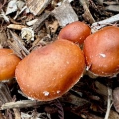 Leratiomyces ceres at Aranda, ACT - 3 May 2024 12:19 PM