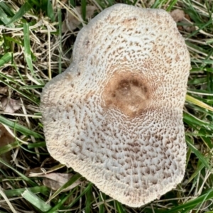 Macrolepiota clelandii at Aranda, ACT - 3 May 2024