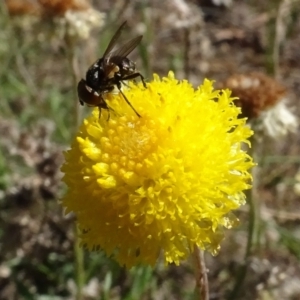 Unidentified True fly (Diptera) at Yarralumla, ACT by AndyRussell
