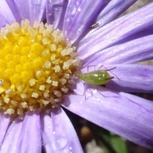 Aphididae (family) at Sth Tablelands Ecosystem Park - 2 May 2024