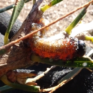 Pterygophorus cinctus at Sth Tablelands Ecosystem Park - 2 May 2024