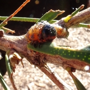 Pterygophorus cinctus at Sth Tablelands Ecosystem Park - 2 May 2024