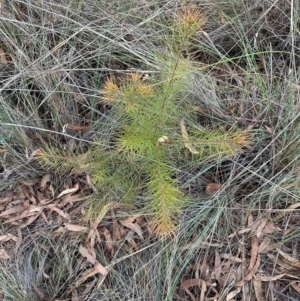 Hakea sp. at Aranda, ACT - 3 May 2024