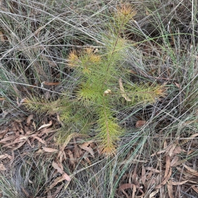 Hakea (genus) at Aranda, ACT - 3 May 2024 by lbradley