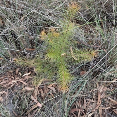 Pinus radiata at Aranda, ACT - 3 May 2024 by lbradley
