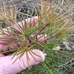 Hakea sp. at Aranda, ACT - 3 May 2024