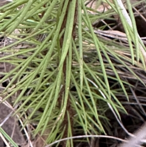 Hakea sp. at Aranda, ACT - 3 May 2024