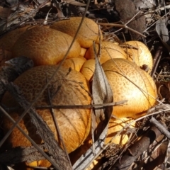 Gymnopilus junonius (Spectacular Rustgill) at National Arboretum Woodland - 2 May 2024 by AndyRussell