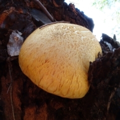 Gymnopilus junonius at National Arboretum Woodland - 2 May 2024