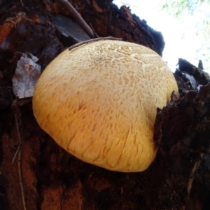 Gymnopilus junonius at National Arboretum Woodland - 2 May 2024