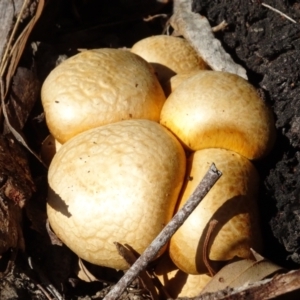 Gymnopilus junonius at National Arboretum Woodland - 2 May 2024