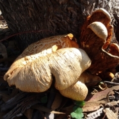 Gymnopilus junonius at National Arboretum Woodland - 2 May 2024