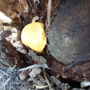 Gymnopilus junonius at National Arboretum Woodland - 2 May 2024