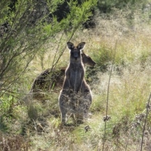 Macropus giganteus (Eastern Grey Kangaroo) at Uriarra Recreation Reserve by KShort