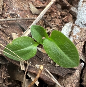 Pterostylis sp. at Aranda, ACT - 3 May 2024