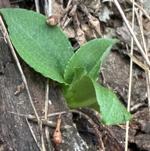 Pterostylis sp. at Aranda, ACT - 3 May 2024