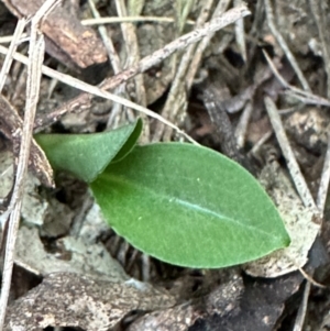 Pterostylis sp. at Aranda, ACT - 3 May 2024