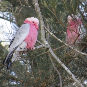 Eolophus roseicapilla (Galah) at Strathnairn, ACT by KShort