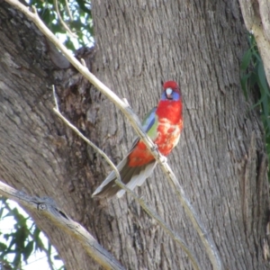 Platycercus elegans x eximius (hybrid) at Strathnairn, ACT - 24 Apr 2024 03:15 PM