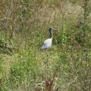 Egretta novaehollandiae at Strathnairn, ACT - 24 Apr 2024