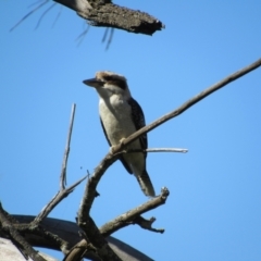 Dacelo novaeguineae (Laughing Kookaburra) at Lower Molonglo - 24 Apr 2024 by KShort