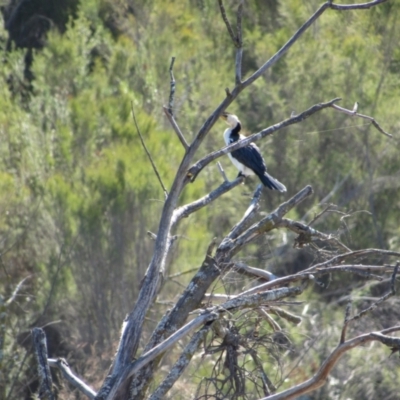 Microcarbo melanoleucos (Little Pied Cormorant) at Strathnairn, ACT - 24 Apr 2024 by KShort