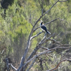Microcarbo melanoleucos (Little Pied Cormorant) at Lower Molonglo by KShort