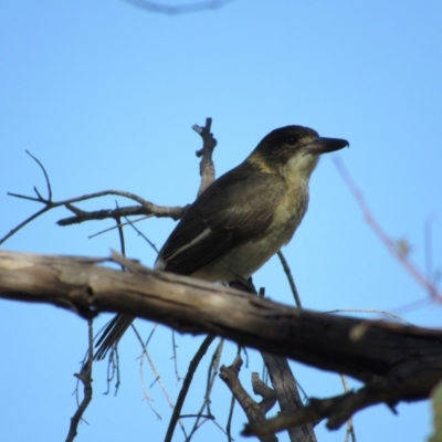 Cracticus torquatus (Grey Butcherbird) at Strathnairn, ACT - 24 Apr 2024 by KShort