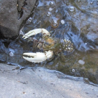 Euastacus armatus (Murray River Crayfish) at Strathnairn, ACT - 24 Apr 2024 by KShort
