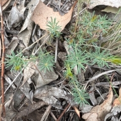 Gompholobium huegelii (pale wedge–pea) at Aranda, ACT - 3 May 2024 by lbradley