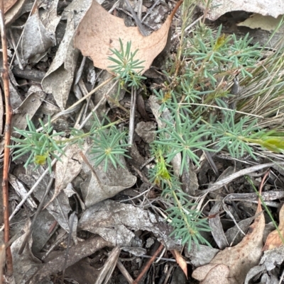 Gompholobium huegelii (pale wedge–pea) at Aranda, ACT - 3 May 2024 by lbradley