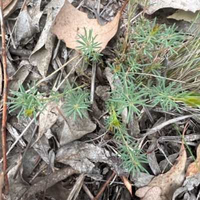 Gompholobium huegelii (Pale Wedge Pea) at Aranda, ACT - 3 May 2024 by lbradley