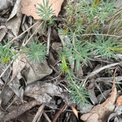 Gompholobium huegelii at Aranda Bushland - 3 May 2024