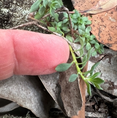 Poranthera microphylla at Aranda Bushland - 3 May 2024 by lbradley