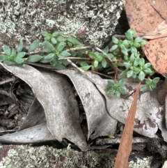 Poranthera microphylla at Aranda Bushland - 3 May 2024