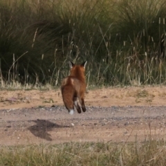 Vulpes vulpes (Red Fox) at The Pinnacle - 27 Apr 2024 by AlisonMilton