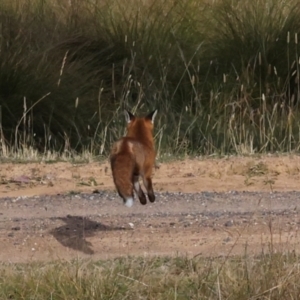 Vulpes vulpes (Red Fox) at Hawker, ACT by AlisonMilton