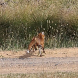 Vulpes vulpes at The Pinnacle - 28 Apr 2024 09:27 AM