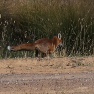 Vulpes vulpes at The Pinnacle - 28 Apr 2024 09:27 AM