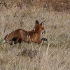 Vulpes vulpes at The Pinnacle - 28 Apr 2024