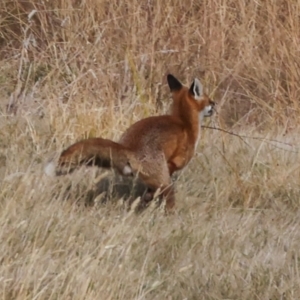 Vulpes vulpes at The Pinnacle - 28 Apr 2024 09:27 AM