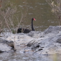 Cygnus atratus (Black Swan) at Point Hut to Tharwa - 3 May 2024 by RodDeb