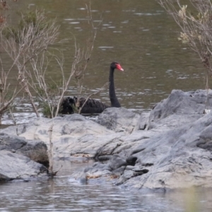 Cygnus atratus (Black Swan) at Point Hut to Tharwa by RodDeb