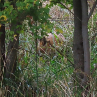 Vulpes vulpes (Red Fox) at Gordon, ACT - 3 May 2024 by RodDeb