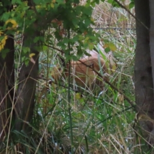 Vulpes vulpes at Point Hut to Tharwa - 3 May 2024