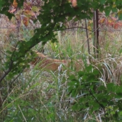 Vulpes vulpes at Point Hut to Tharwa - 3 May 2024