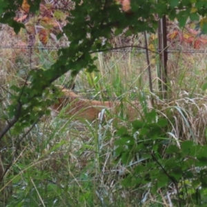 Vulpes vulpes at Point Hut to Tharwa - 3 May 2024